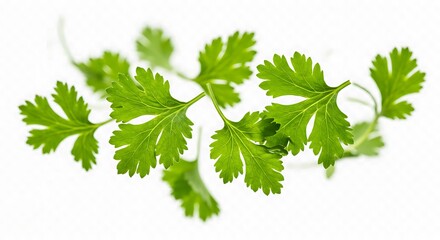 Fresh Coriander Leaves Isolated Studio Shot High Resolution