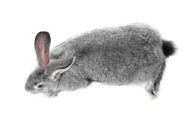 Fluffy grey rabbit on white background, top view. Cute pet