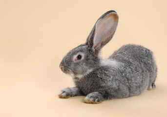 Fluffy grey rabbit on beige background, space for text. Cute pet