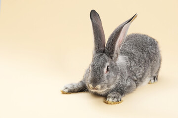Naklejka premium Fluffy grey rabbit on beige background, space for text. Cute pet