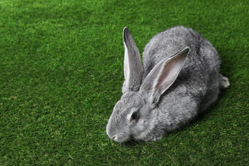 Fluffy grey rabbit on green grass, space for text. Cute pet