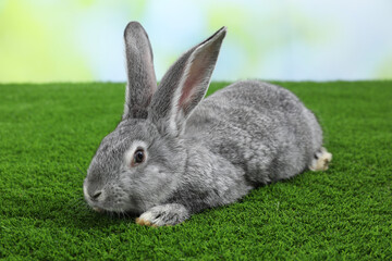 Fluffy grey rabbit on green grass outdoors