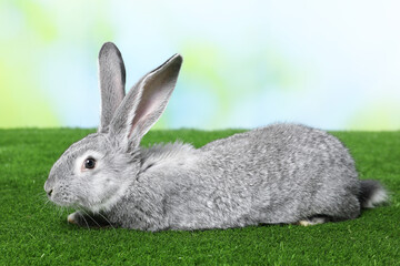 Fluffy grey rabbit on green grass outdoors