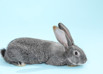 Fluffy grey rabbit on light blue background