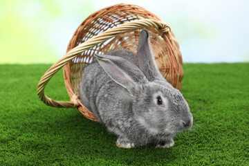 Fluffy grey rabbit in wicker basket on green grass outdoors