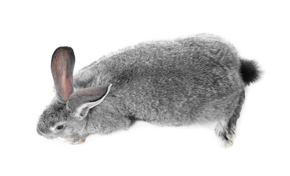 Fluffy grey rabbit on white background, top view. Cute pet