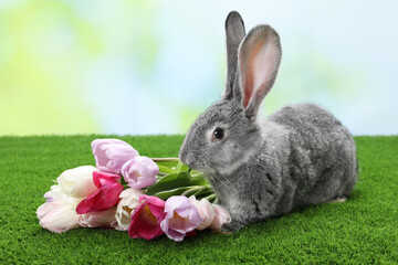 Fluffy grey rabbit and beautiful tulips on green grass outdoors