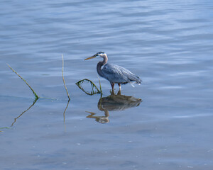 Great blue heron standing on a wetland in calm waters during a sunny day