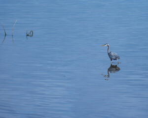 Wading bird stands still in calm water reflecting its image on a sunny day in a serene natural environment