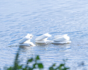 Swans diving in serene waters during an early morning on a tranquil lake