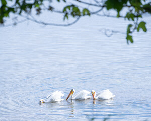 Three pelicans swimming serenely in a calm lake surrounded by greenery during a sunny morning