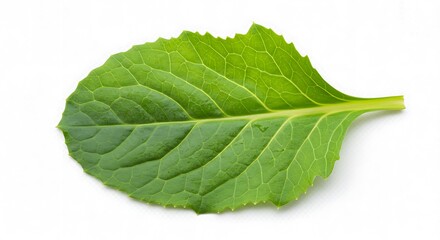 Closeup Green Leaf Detailed Texture Macro Photography