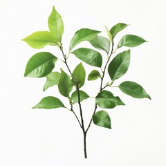 Fresh Green Leaves on a Branch Against a White Background: A Study in Botanical Simplicity and Natural Elegance