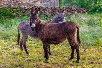 Dos burros pastando en el prado