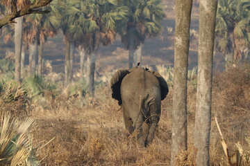 African elephant