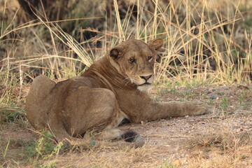 Lioness