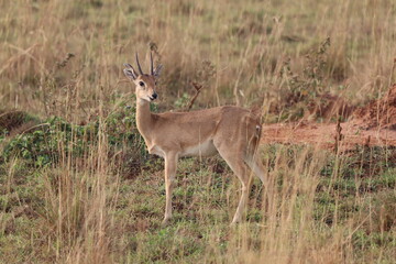Ugandan kob