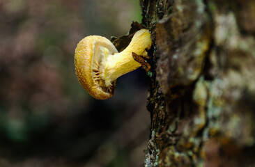 
Close up of a mushroom on the tree trunk