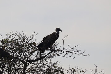 Vulture