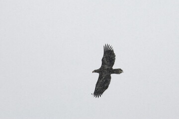 steller's eagle
