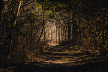 A trail of trees in the fall in Missouri.