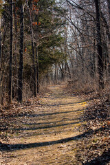 Fototapeta premium Bare trees in the fall in Missouri.