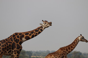 Giraffe in Murchison Falls National Park 