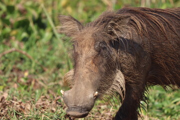 Warthog in Murchison Falls National Park 