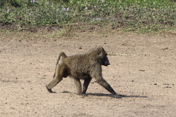 Olive Baboon Murchison Falls National Park 