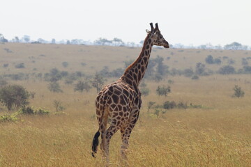 Giraffe in Murchison Falls National Park 