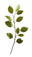 Fototapeta premium A twig bearing vibrant green leaves against a white background