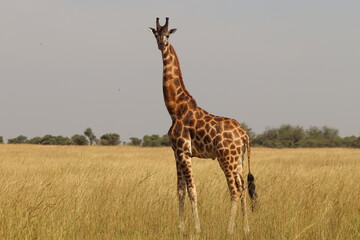 Giraffe in Murchison Falls National Park 