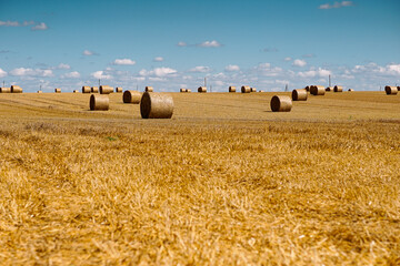 A large and expansive field filled with numerous hay bales