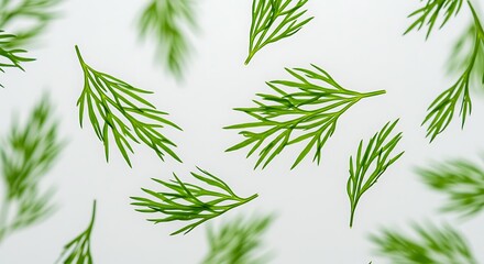 Dill Leaves Floating White Background High Resolution Food Photography