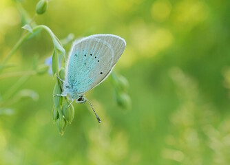 A beautiful little butterfly in nature. Wildlife. Fabulous beauty.