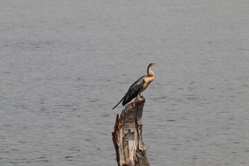 Oriental darter