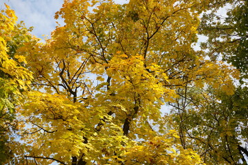 A tree with autumn leaves in close-up. Natural background.