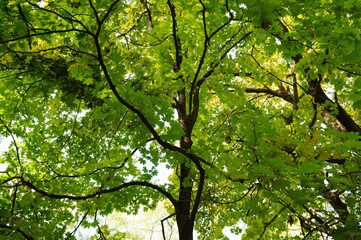 A tree with green leaves in close-up. Natural background.