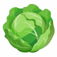 head of cabbage on white background.