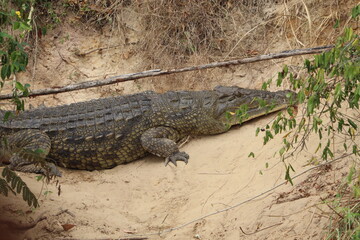 Nile crocodile