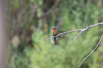 Malachite kingfisher