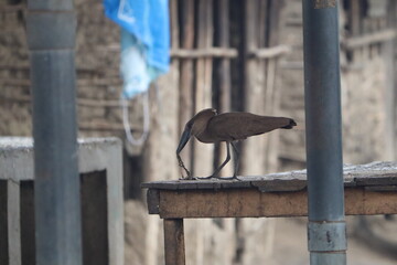 Hammerkop