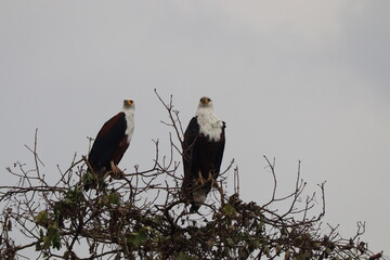 Fish Eagles
