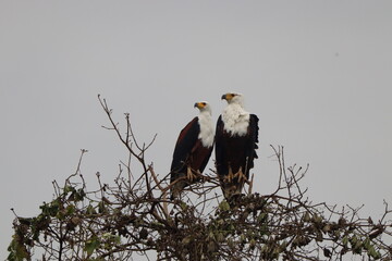 Fish Eagles