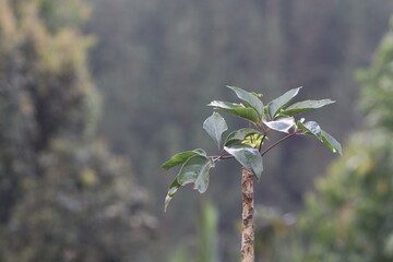 Rainy tree