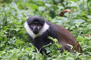 L'Hoest's monkey