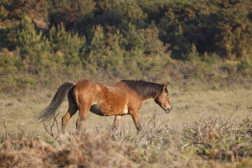 A brown wild horse  on a mountain pass with  the forest view