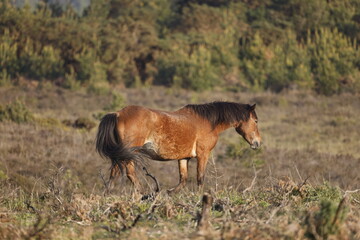A brown wild horse on a mountain pass with small trees