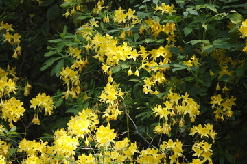 A bush with yellow flowers close up