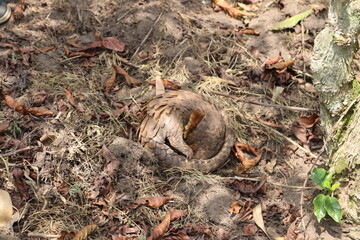 Pangolin